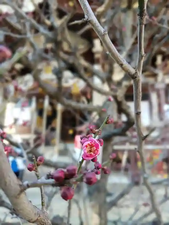 諏訪神社の自然