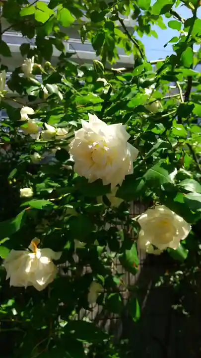 蔵前神社(東京都)