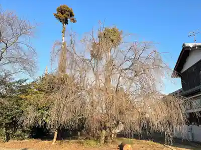 大宮神社(滋賀県)