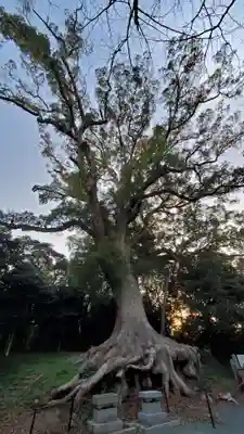 光岡八幡宮の自然
