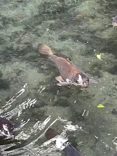 枚岡神社の動物