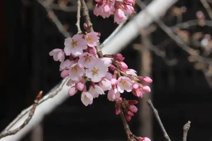 国宝 大法寺の自然