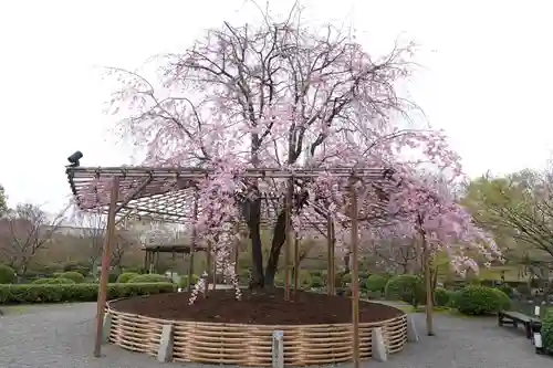 東寺（教王護国寺）(京都府)