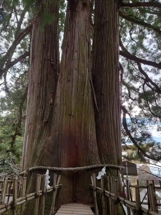 戸隠神社中社(長野県)