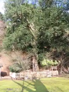 金剛院の自然(2020年03月06日(金) 19時07分12秒投稿)