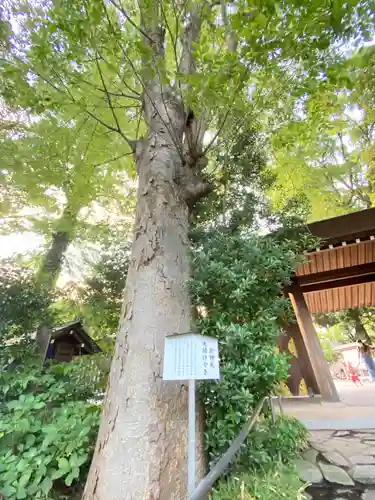 阿佐ヶ谷神明宮の自然