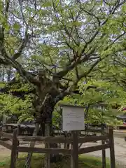 高野山金剛峯寺(和歌山県)