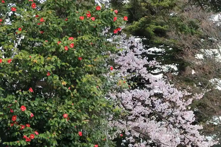 柴宮神社の自然