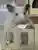 椎名こはくさん