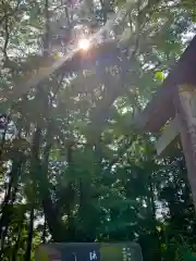 日枝神社の自然