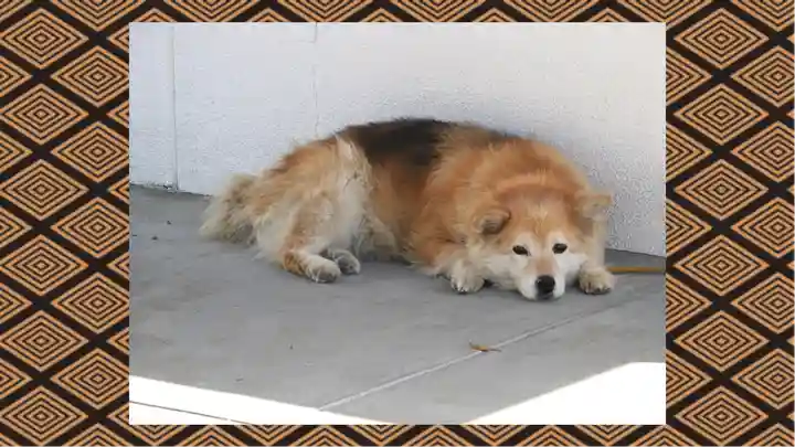別雷皇太神(茨城県)