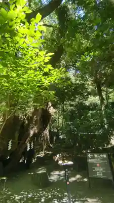 來宮神社(静岡県)