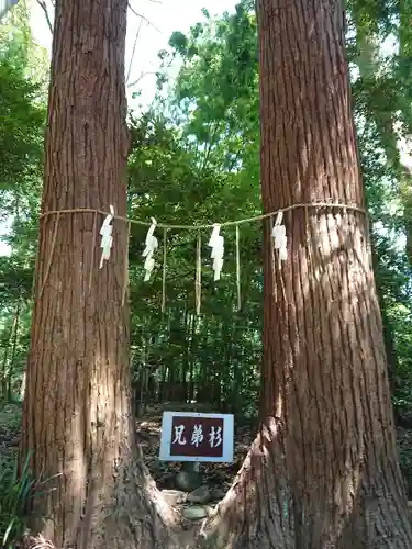 宮原八幡宮の自然