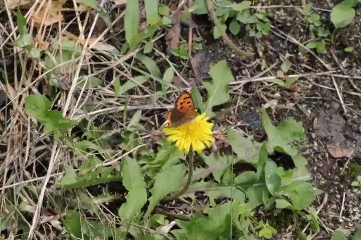 御嶽神社の自然