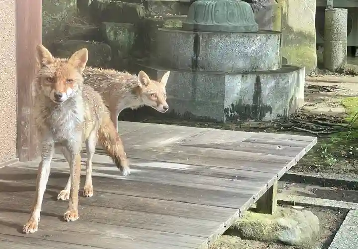 伊勢の国 四天王寺の動物
