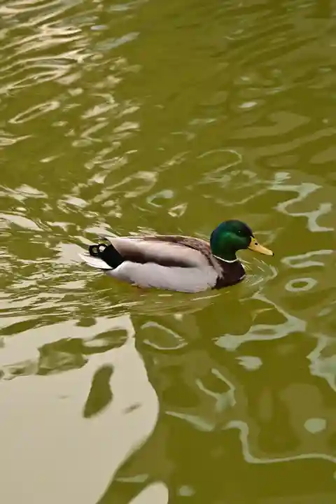住吉神社(福岡県)
