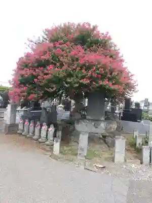 泉光寺(埼玉県)