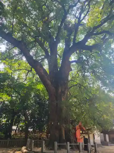 一宮神社(愛媛県)