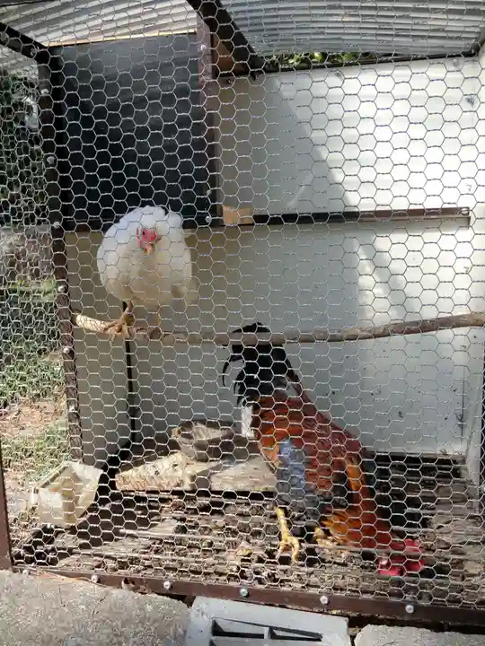 高知大神宮の動物