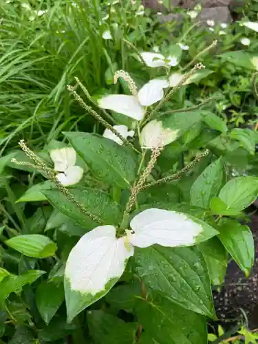 津島神社の自然