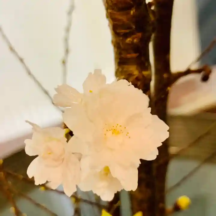 京都祇園堂(廃寺?)の自然