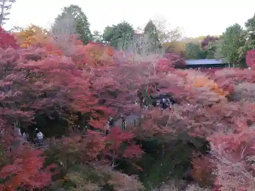 東福禅寺（東福寺）の自然