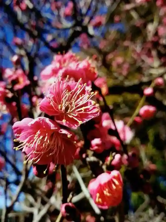 中野沼袋氷川神社(東京都)