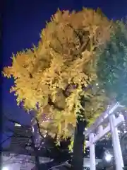 熊野神社(東京都)