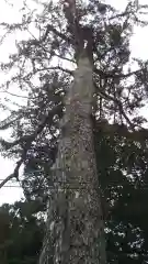 滑川神社 - 仕事と子どもの守り神の自然