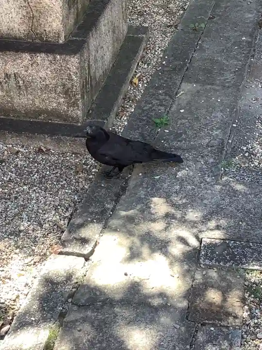 三輪神社の動物