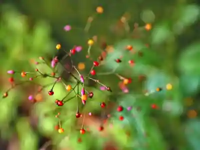 一宮神社の自然