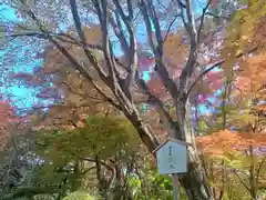 十輪寺(京都府)