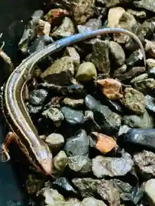 土津神社|こどもと出世の神さまの動物(2021年08月07日(土) 14時41分13秒投稿)