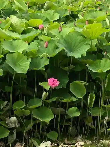 法話と天井絵の寺　観音寺(徳島県)
