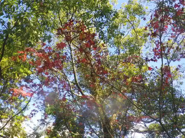 鶴岡八幡宮の自然