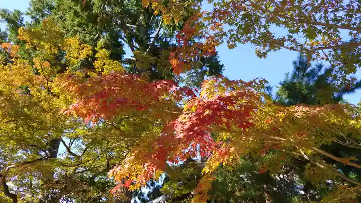 真正極楽寺(真如堂)の自然