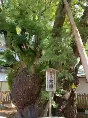 富知六所浅間神社の自然