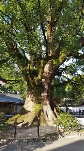 太宰府天満宮の自然