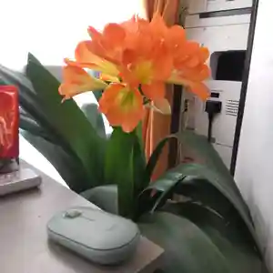 七重浜海津見神社(北海道)(2024年03月06日(水) 10時38分29秒投稿)