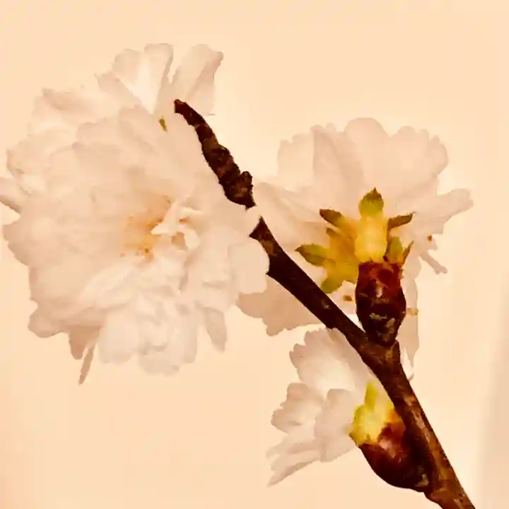 京都祇園堂(廃寺?)の自然