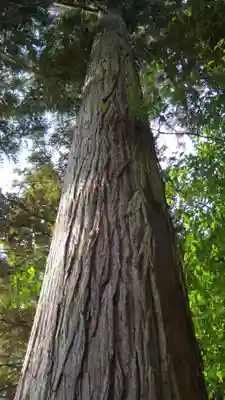 越後國二宮 二田物部神社の自然