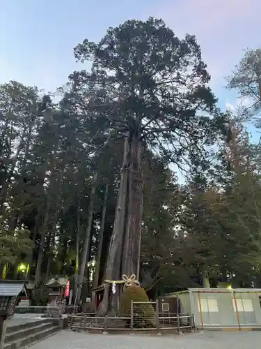 北口本宮冨士浅間神社の自然