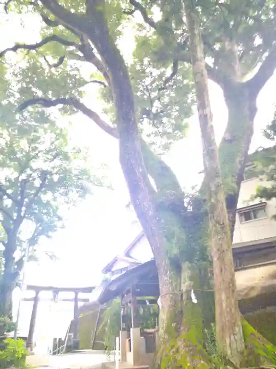 若一王子宮の自然