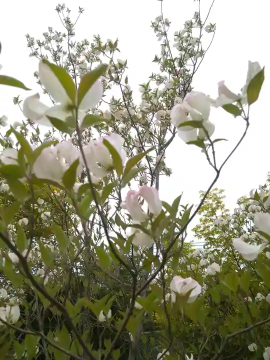 木華佐久耶比咩神社の自然