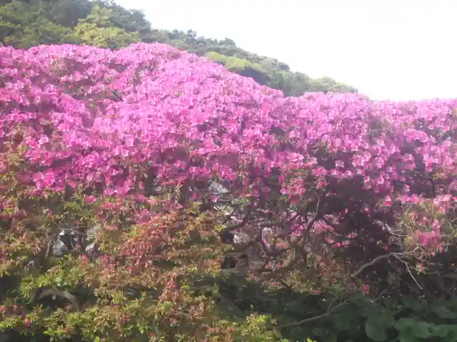 安養院 (田代寺)の自然