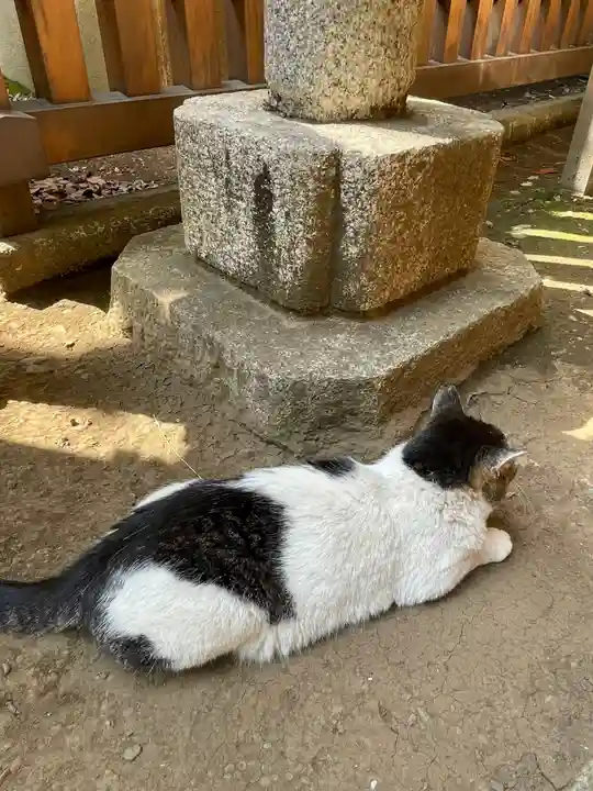 代々木八幡宮の動物