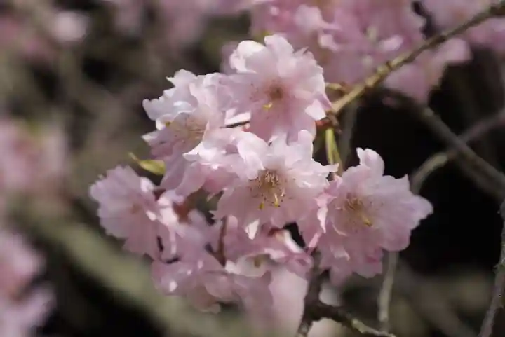 光明寺(粟生光明寺)(京都府)