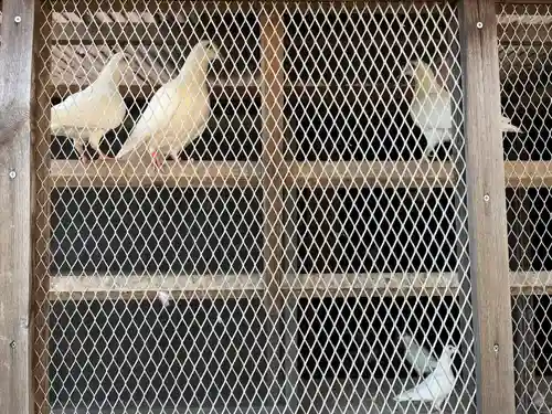 高山神社の動物