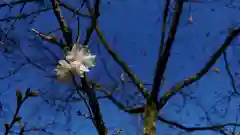 平野神社の自然