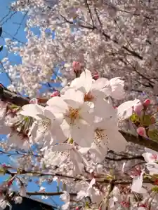 鹿嶋三嶋神社(茨城県)(2026年04月06日(月) 09時16分16秒投稿)